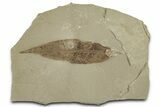 Multiple Fossil Leaf Plate - Green River Formation, Utah #325587-1